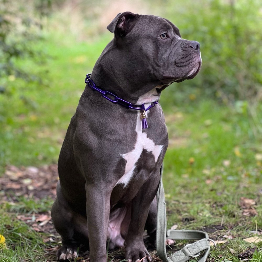 Hundetreffen-Blue sucht Raufkumpel-Profilbild