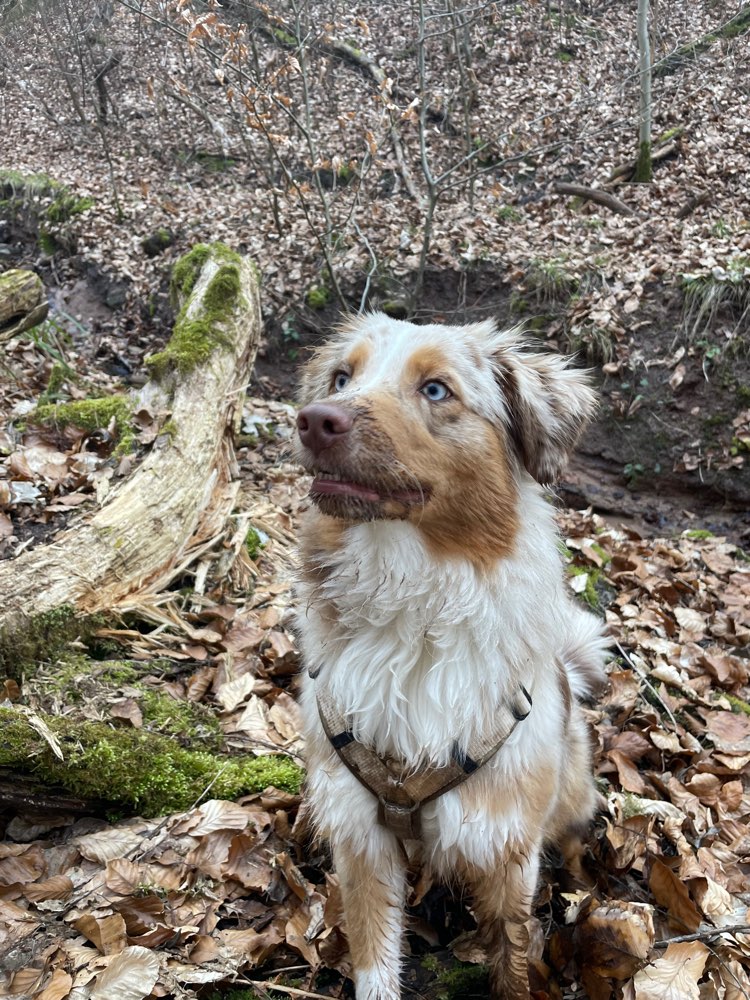 Hundetreffen-Gemeinsame Gassirunde/ Spielrunde-Profilbild