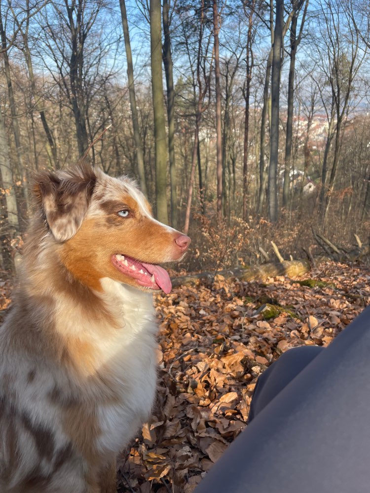 Hundetreffen-Hundetreff-Profilbild