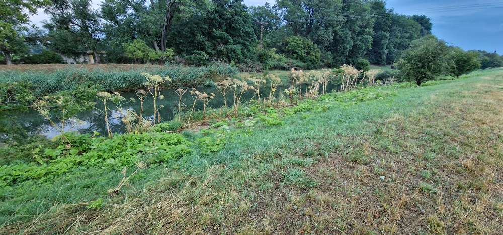 Giftköder-Riesenbärenklau-Profilbild