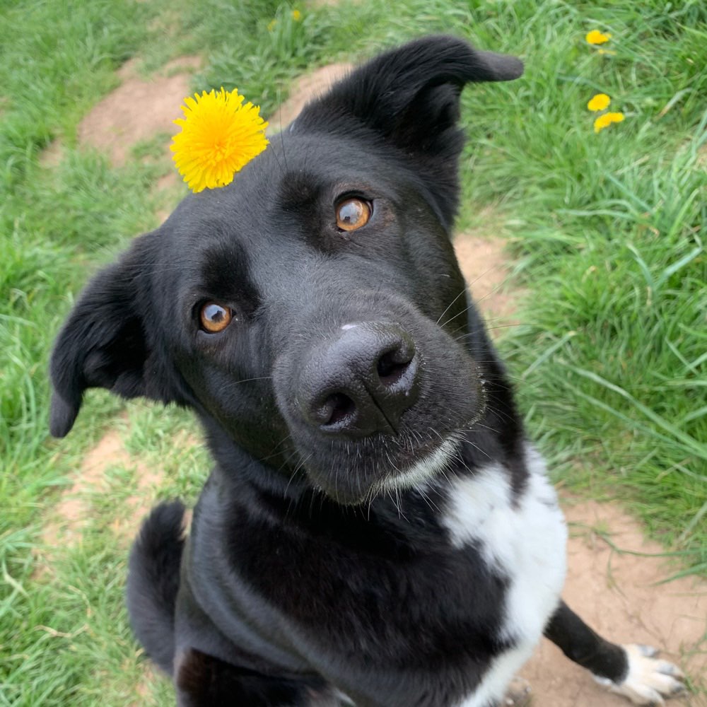 Hundetreffen-Gassi gehen/Spielen/Hundesport-Profilbild