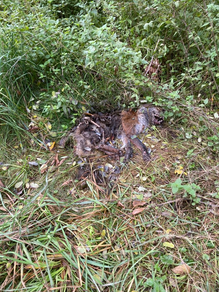 Giftköder-Fuchskadaver-Profilbild