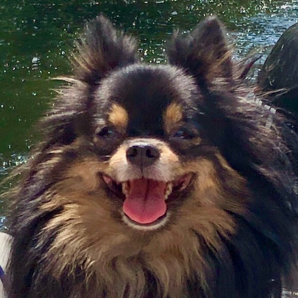 Hundetreffen-Gassirunde und Spielen in Nickern.-Profilbild