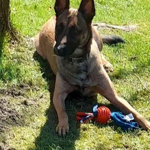 Hundetreffen-Gassirunde am Steinhuder Meer-Profilbild