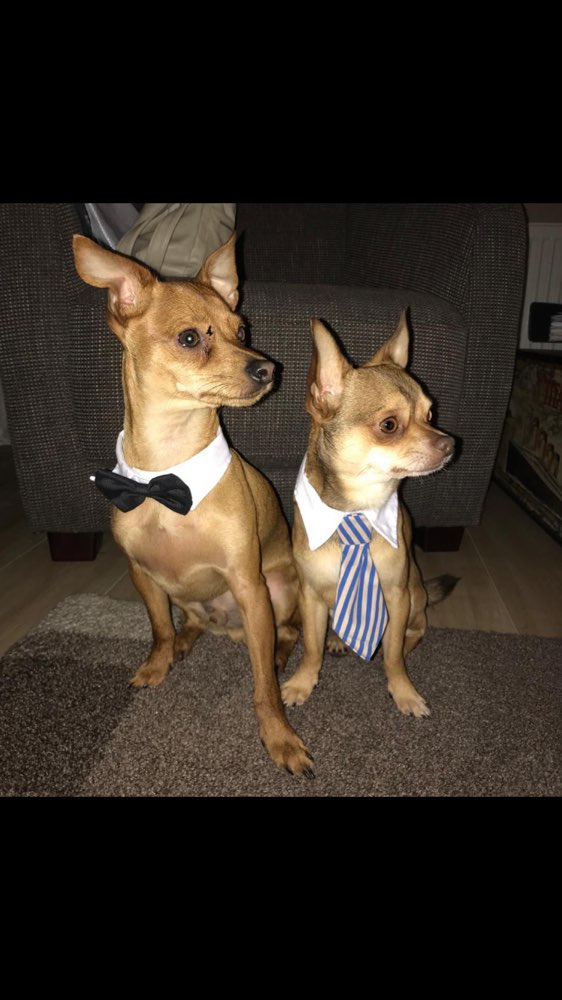 Hundetreffen-Chihuahua & Pinscher-Profilbild