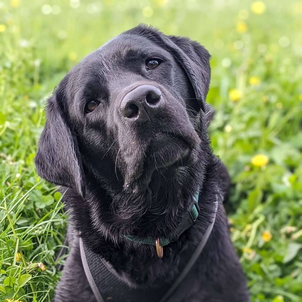 Hundetreffen-Spielrunde in Eningen-Profilbild