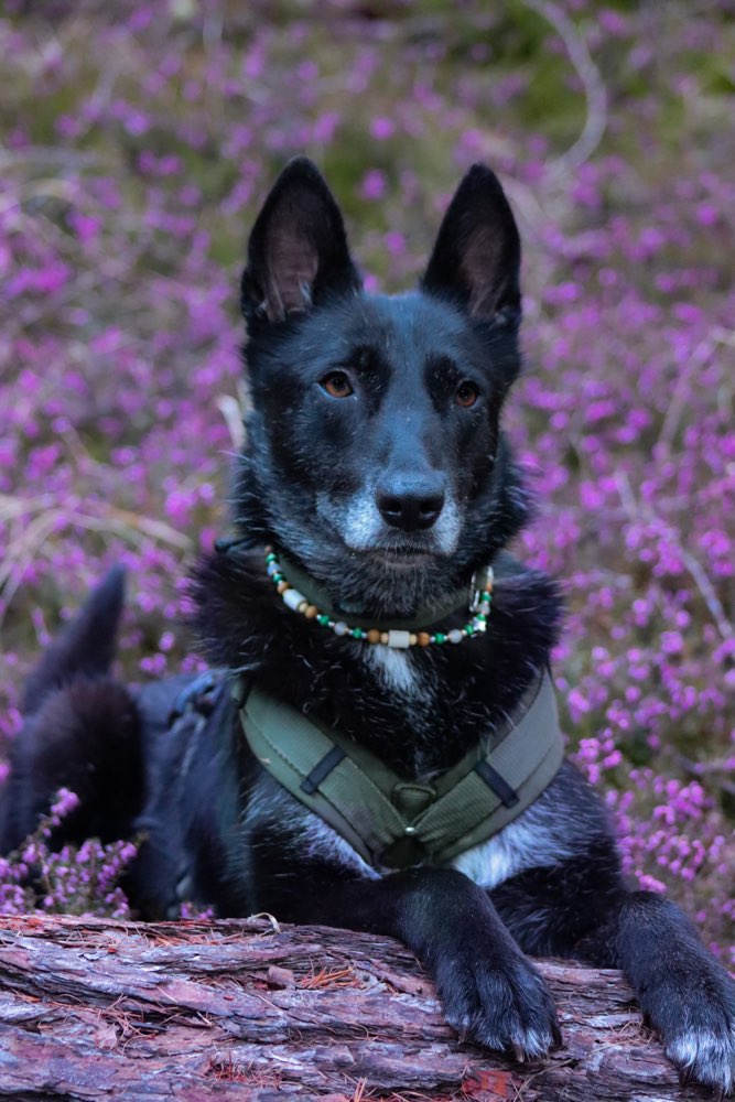 Hundetreffen-Hundefreunde finden-Profilbild