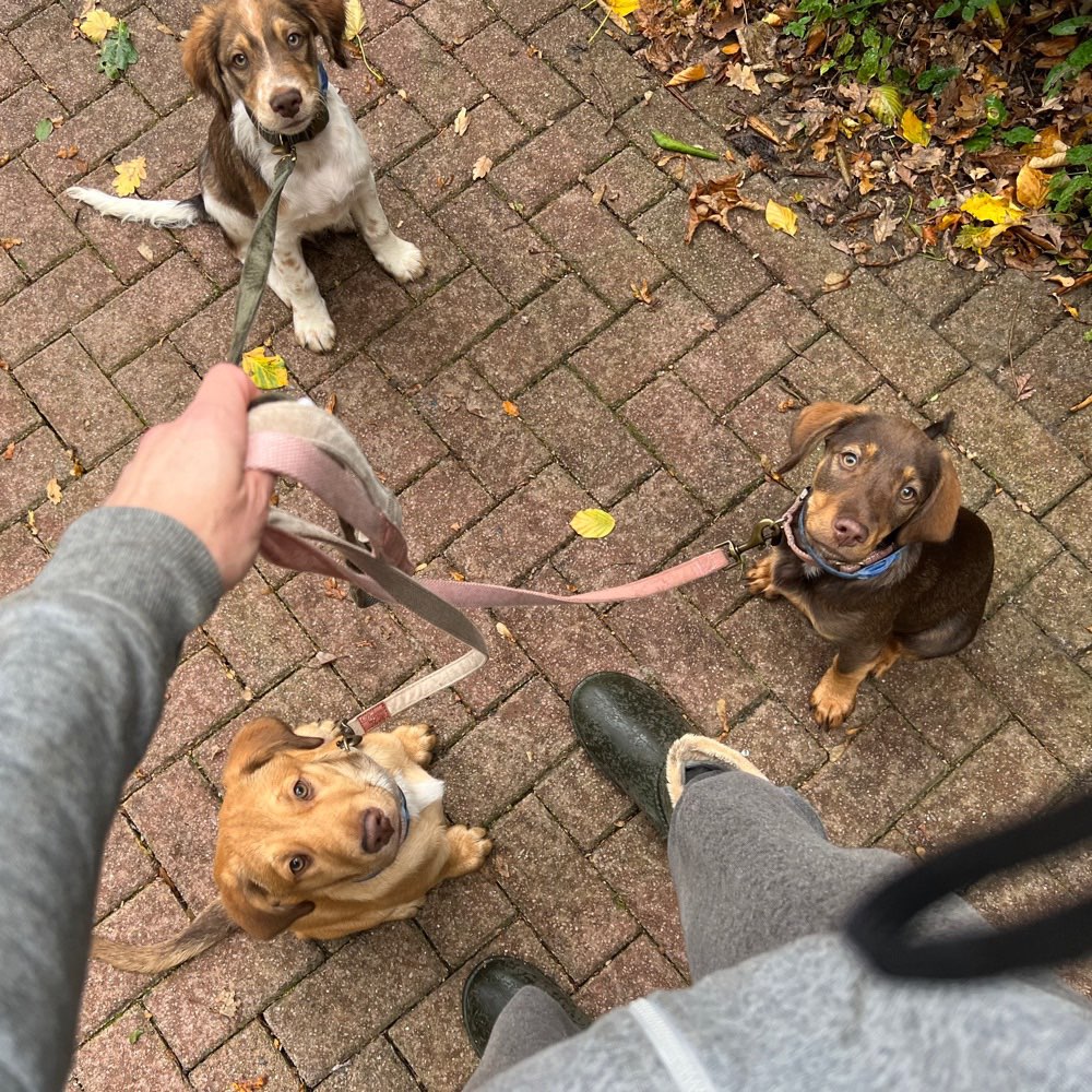 Hundetreffen-Spieletreff-Profilbild