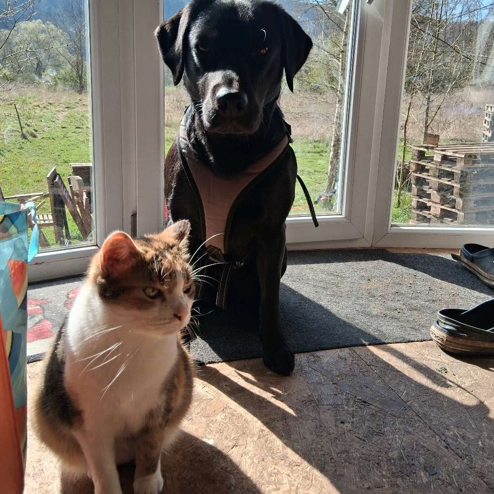 Hundetreffen-Hundetreffen im Lautertal und Umgebung-Profilbild