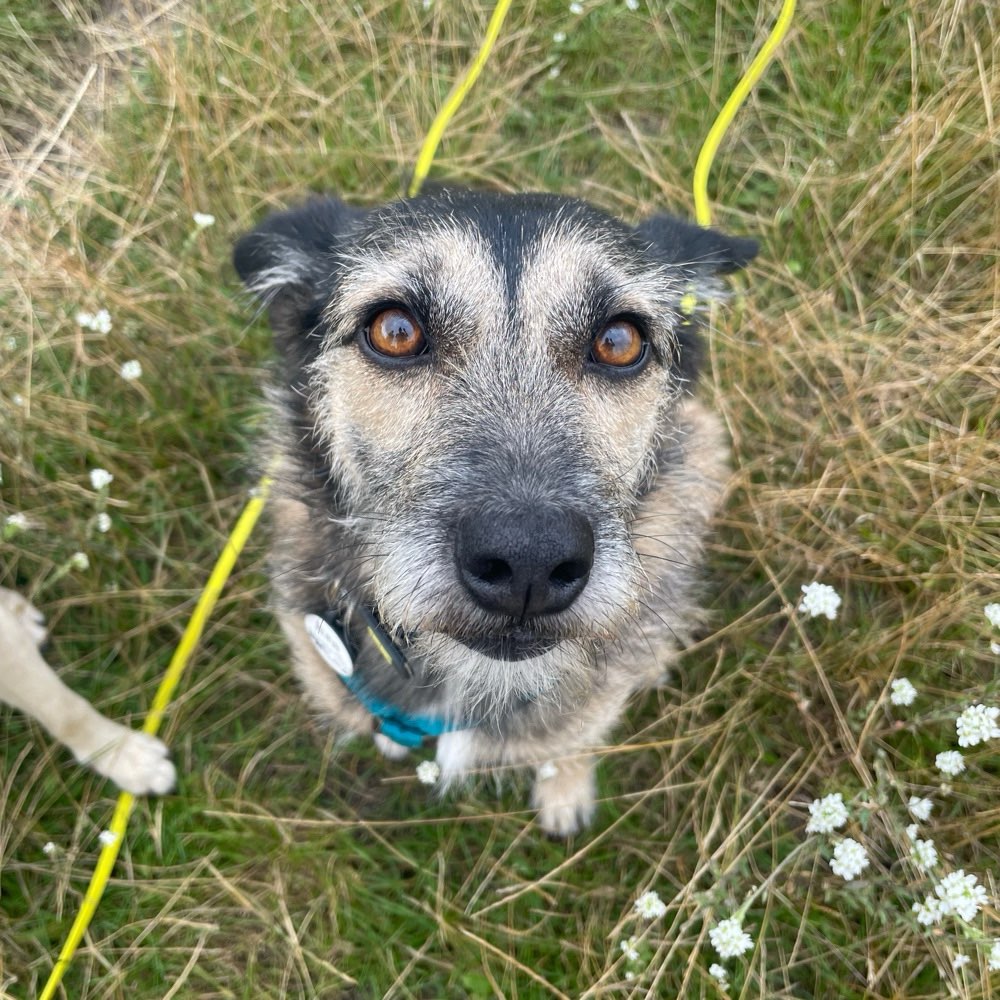Hundetreffen-Trainingsspaziergang-Profilbild