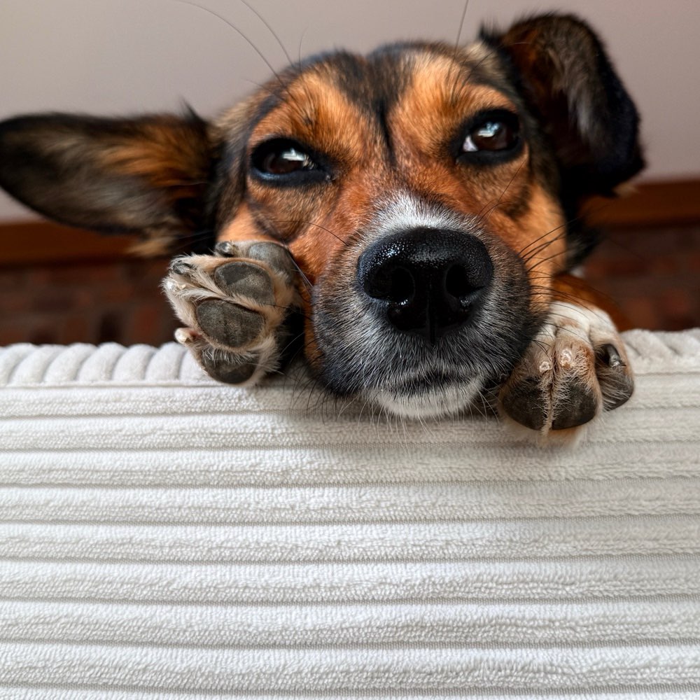 Hundetreffen-Kleinhundetreffen-Profilbild