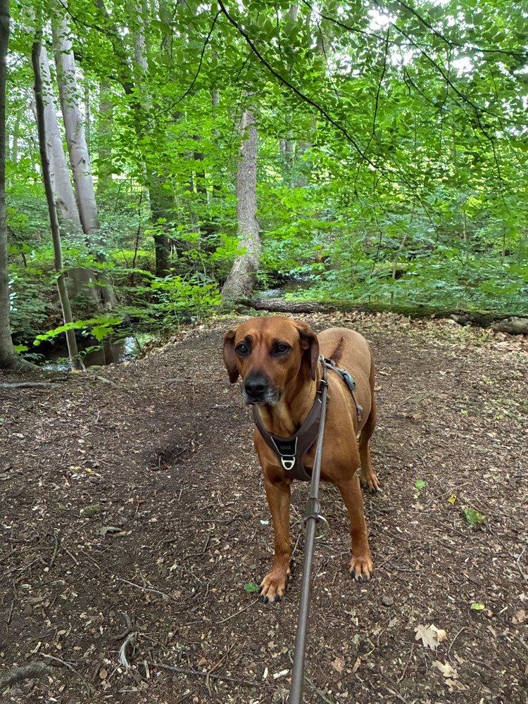 Hundetreffen-Social Walk-Profilbild