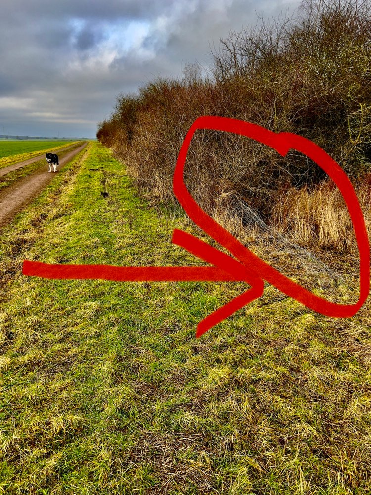 Giftköder-Metallgitter in Ahmstorf-Profilbild