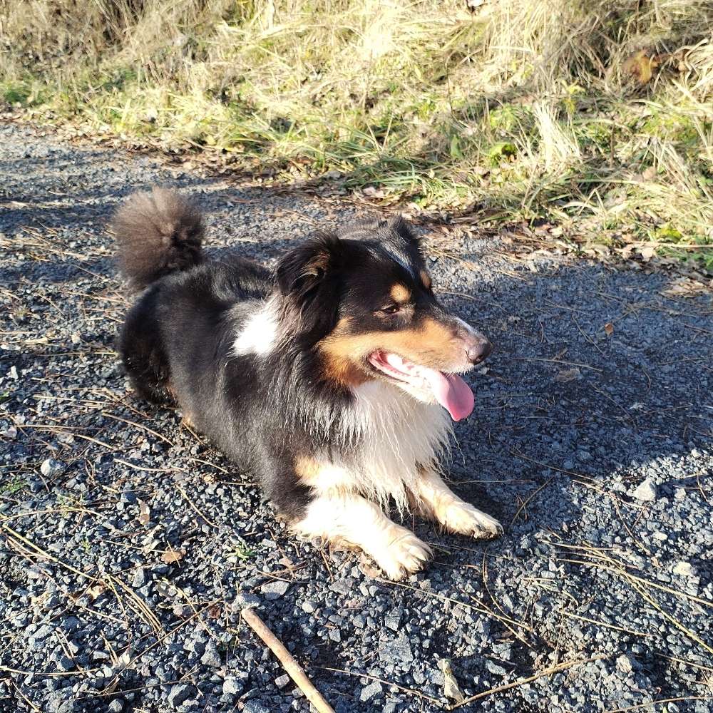 Hundetreffen-Spiel Treffen Gassi runden-Profilbild