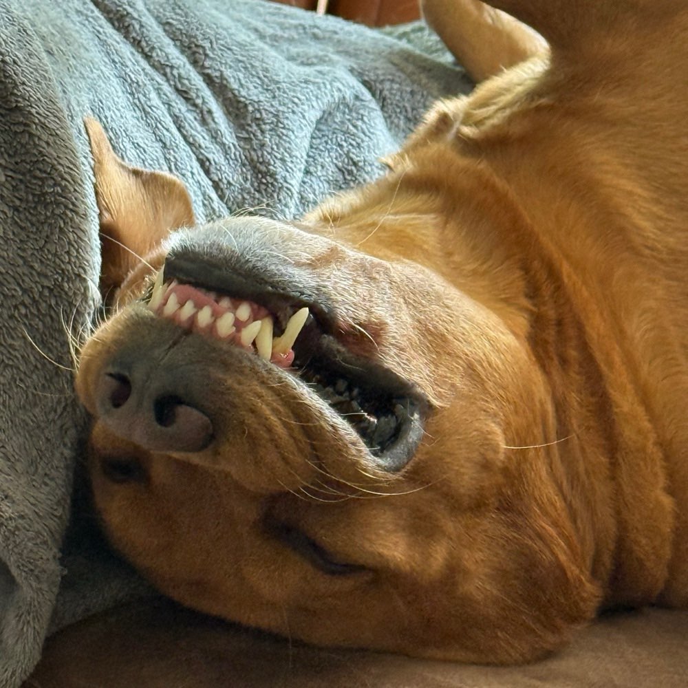 Hundetreffen-Hundefreunde zum Spielen gesucht :-)-Profilbild