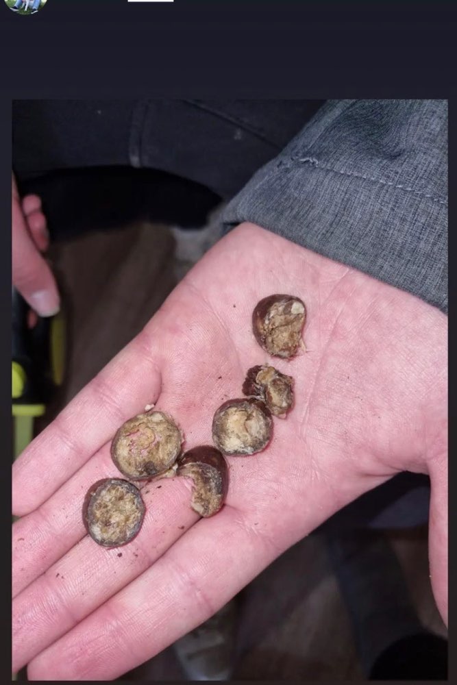 Giftköder-Giftköder-Profilbild