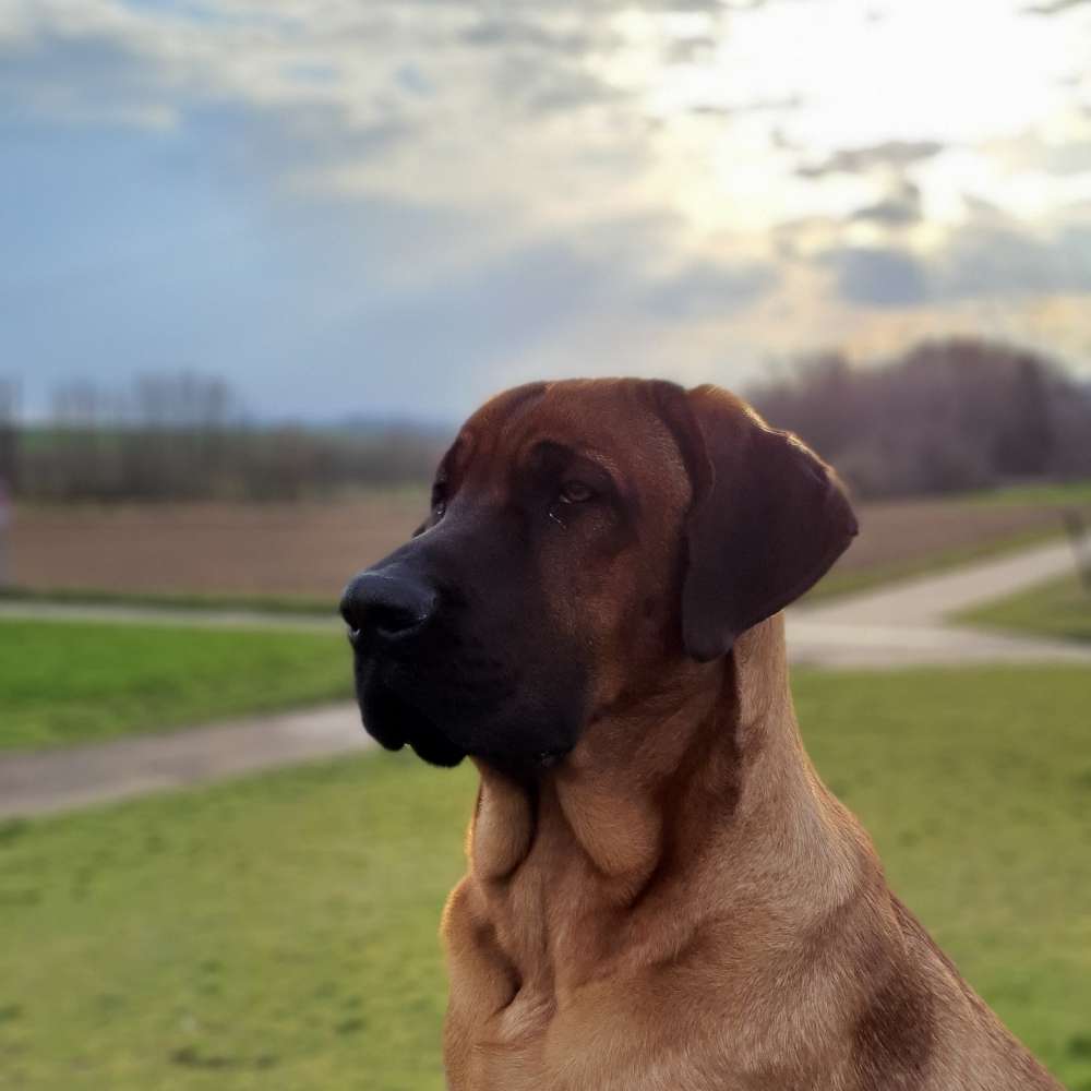 Hundetreffen-Spielen und Gassi gehen-Profilbild