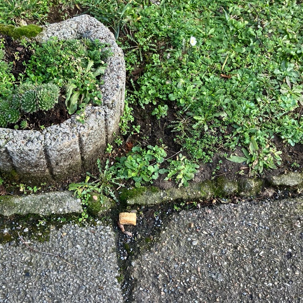 Giftköder-Möglicher Giftköder-Profilbild