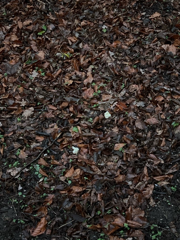 Giftköder-Brotstücke-Profilbild