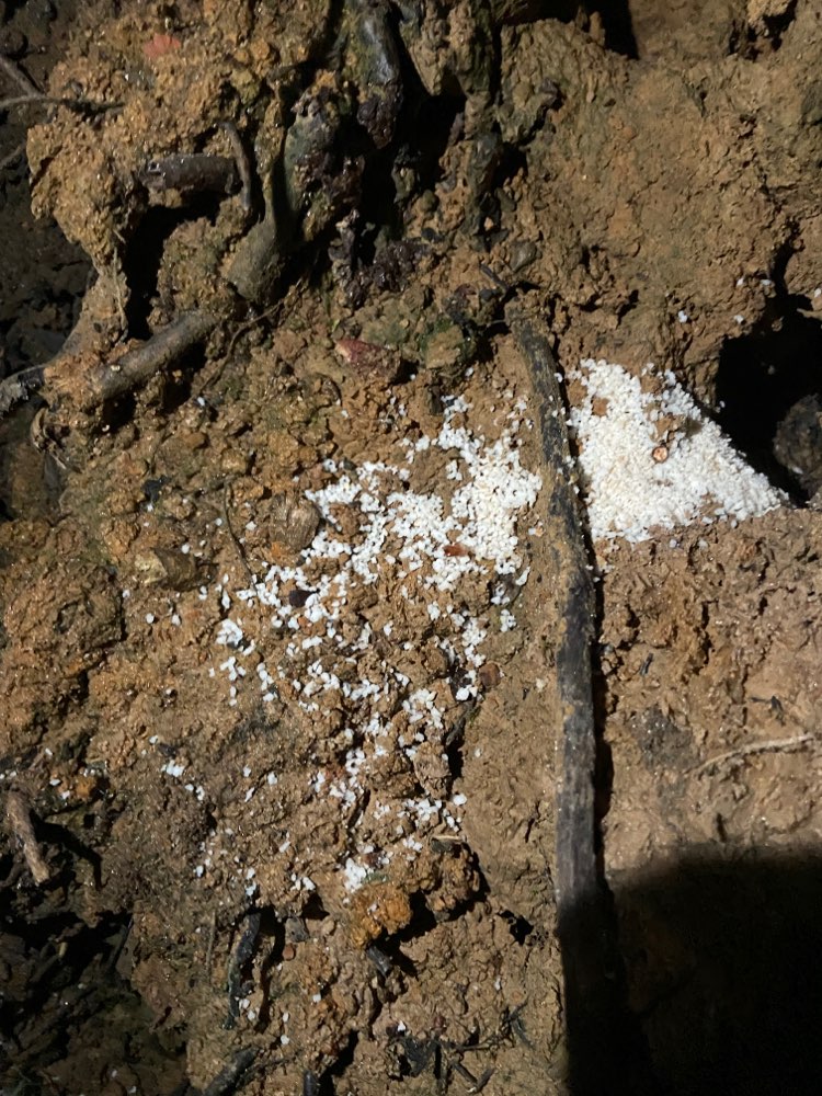 Giftköder-Giftköder-Profilbild