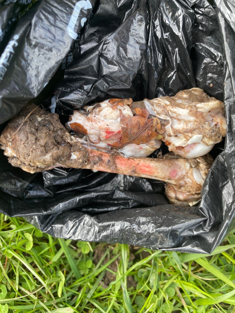 Giftköder-Rohe Geflügelknochen-Profilbild