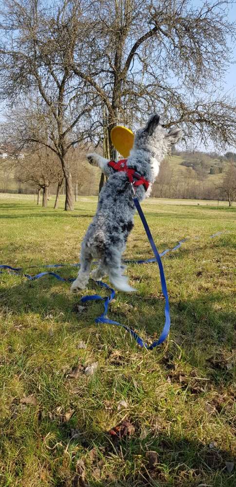 Hundetreffen-Spielkumpel gesucht-Profilbild