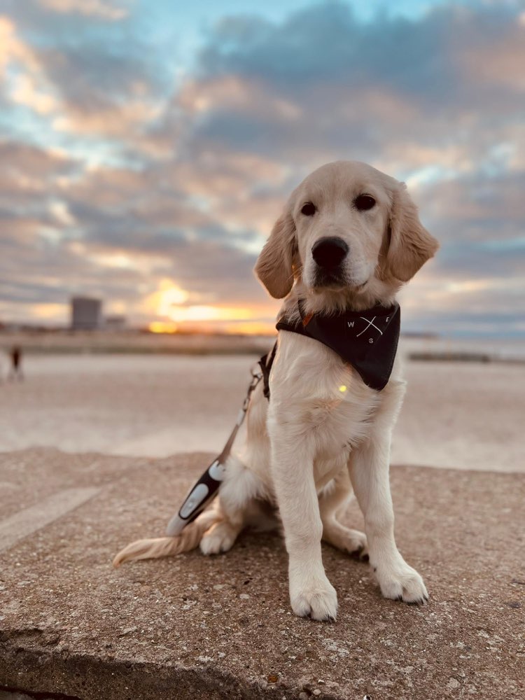 Hundetreffen-Der Luke geht ungern alleine-Profilbild