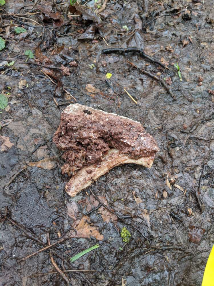 Giftköder-Eventuell Giftköder-Profilbild