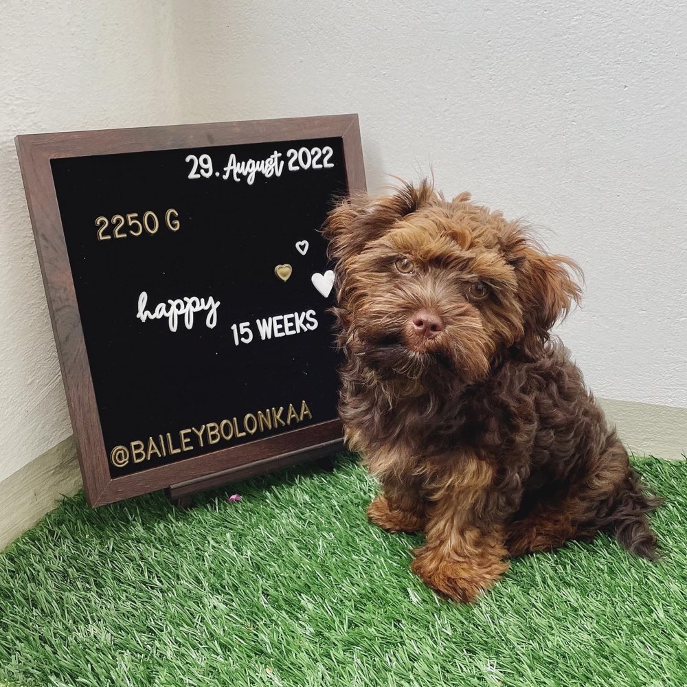 Hundetreffen-Bolonka Playdate-Profilbild