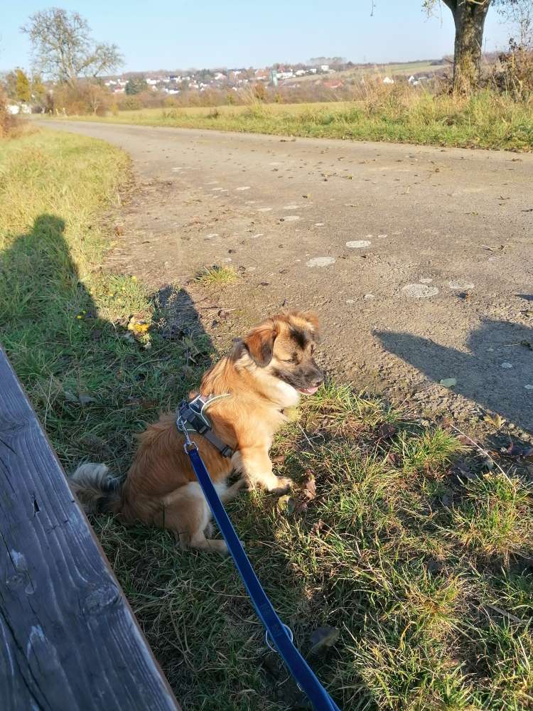 Hundetreffen-Kleine Hunde treffen-Profilbild