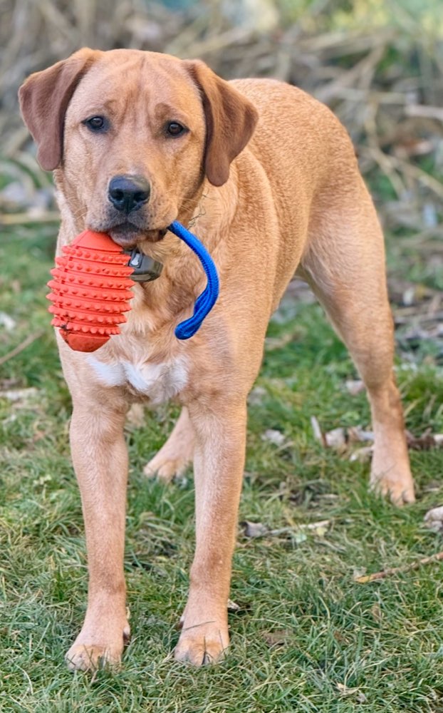 Hundetreffen-Spiel und Gassipartner gesucht-Profilbild