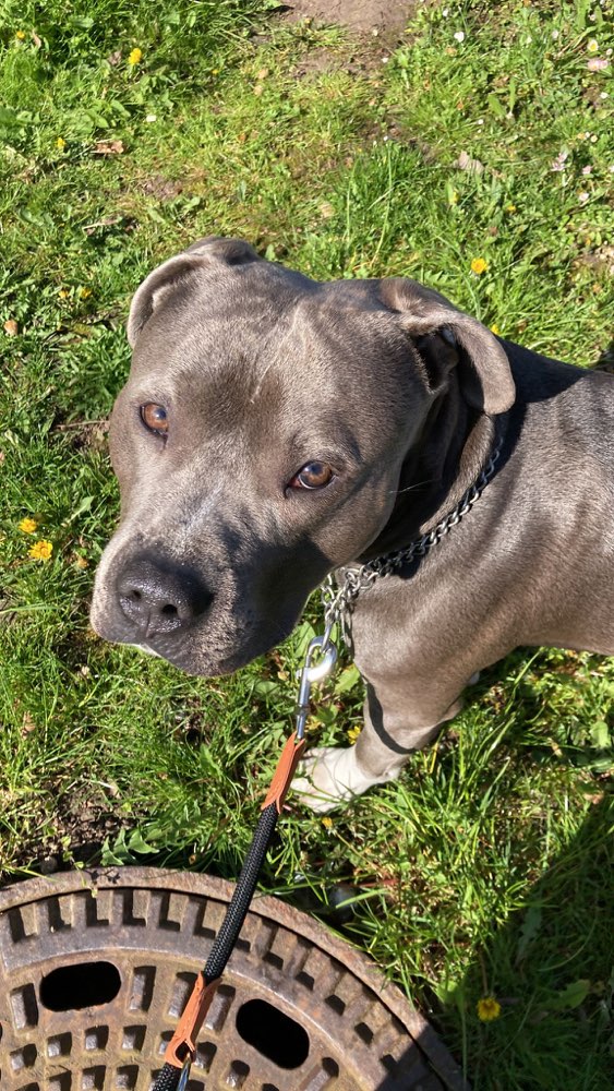 Hundetreffen-Wir suchen für unseren 2 jährigen Heinrich einen Freund zum spielen und toben-Profilbild