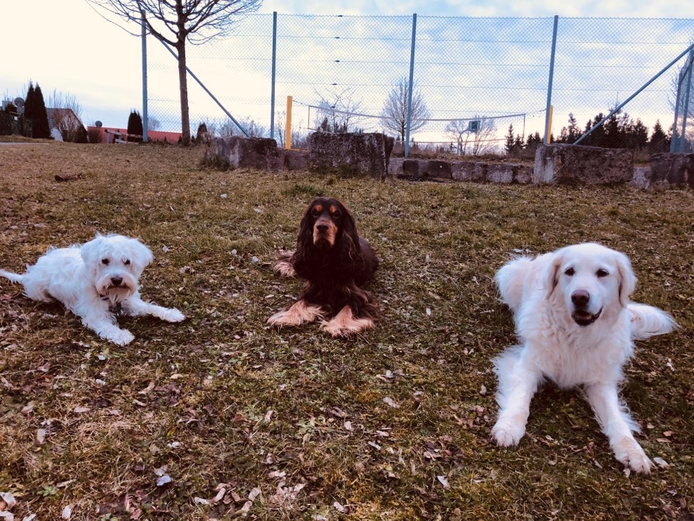 Hundetreffen-Social Walk, Toben und/oder Training-Profilbild