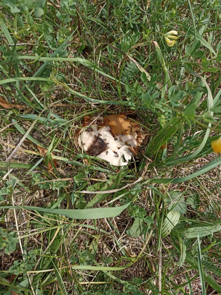 Giftköder-Potentieller Köder?-Profilbild