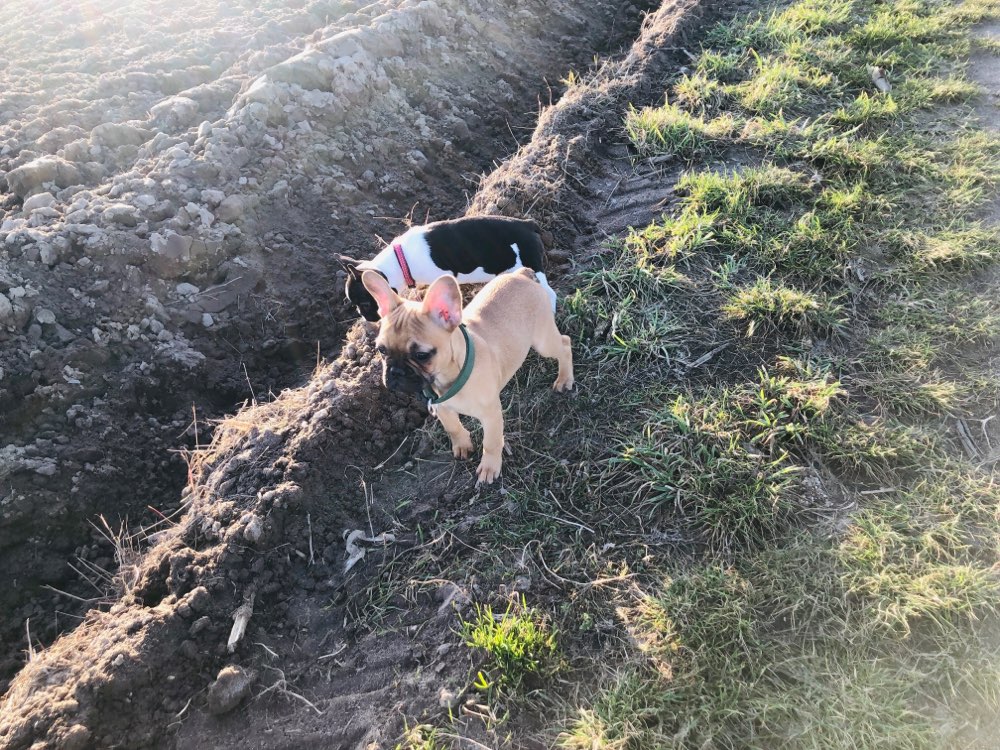 Hundetreffen-Suchen neue Spielfreunde-Profilbild