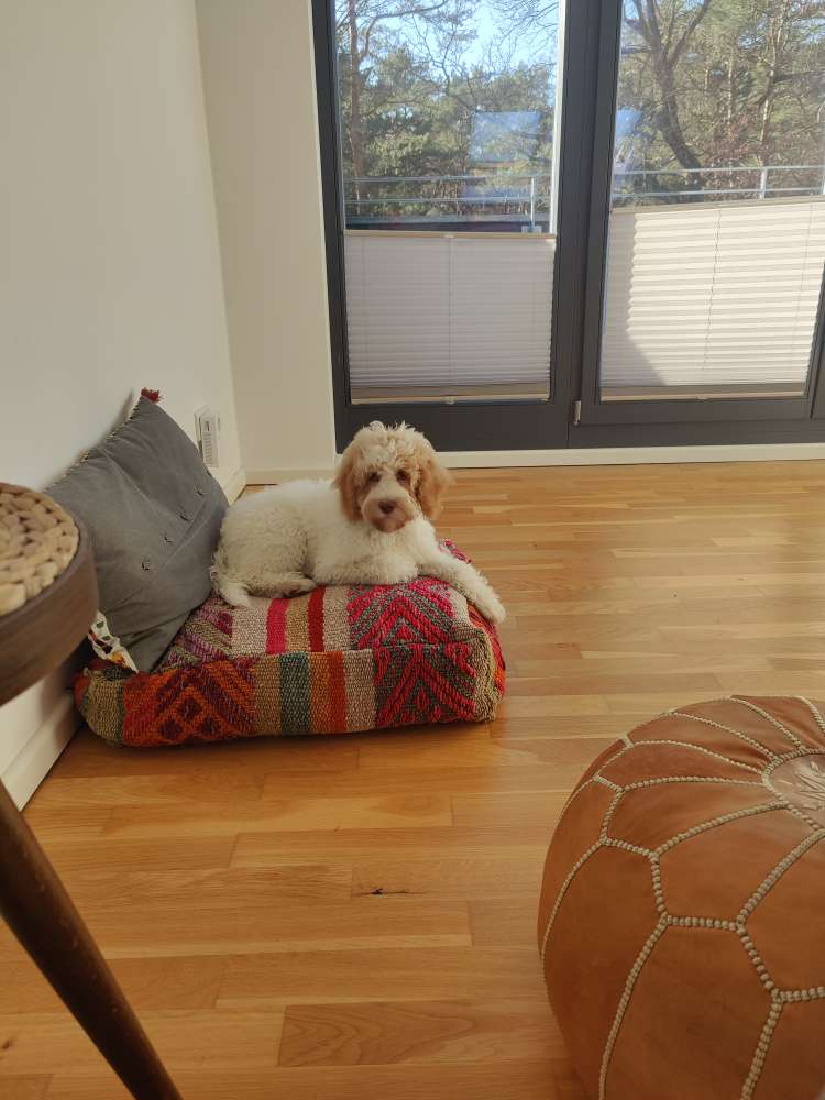 Hundetreffen-Ella the puppy wants to play!-Profilbild