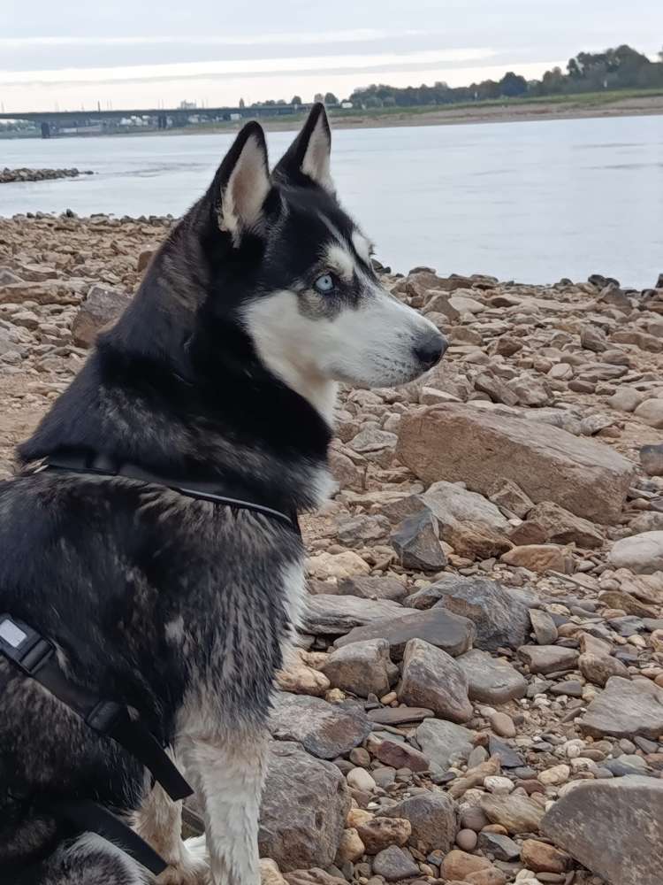 Hundetreffen-Toben und Gassi....-Profilbild