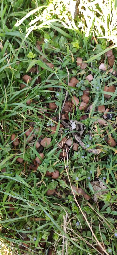 Giftköder-Wurstgiftköder-Profilbild