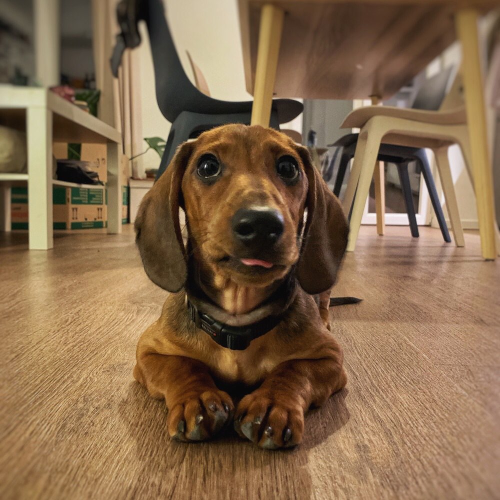 Hundetreffen-Playdate near Mauerpark for puppies-Profilbild