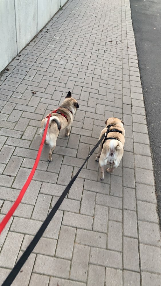 Hundetreffen-Gassi gehen/Spielen-Profilbild