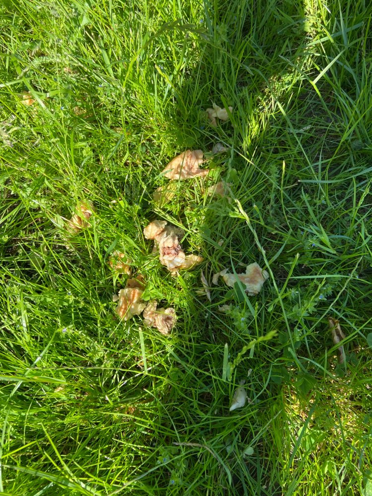 Giftköder-Hühner Fleisch oder Giftköder-Profilbild