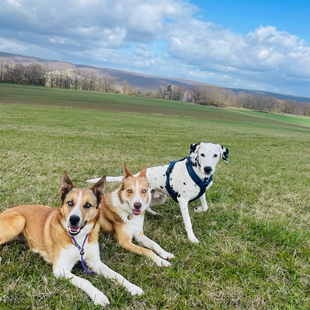 Hundetreffen-Spaziergang, Training, Cavaletti, Dummytraining-Profilbild