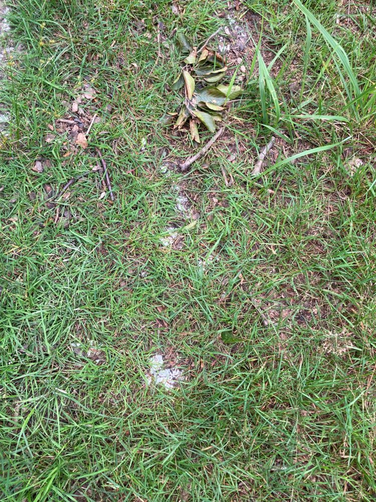 Giftköder-Möglicher Giftköder-Profilbild