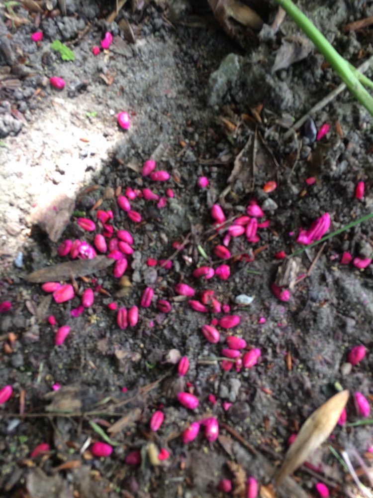 Giftköder-Giftweizen-Profilbild