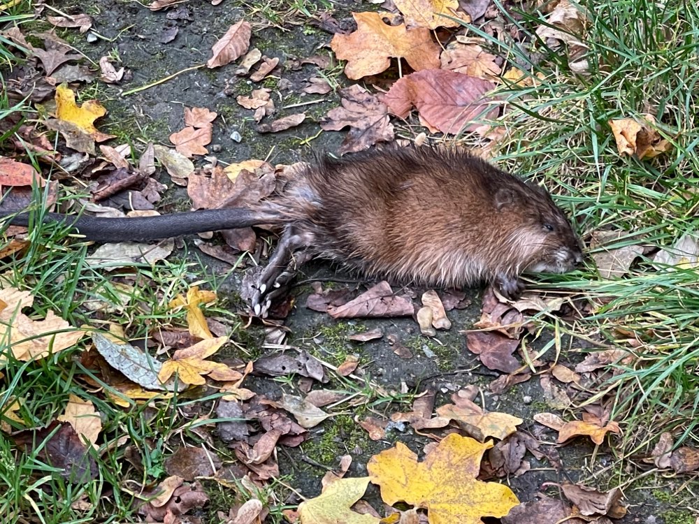 Giftköder-Vergiftete Ratte-Profilbild