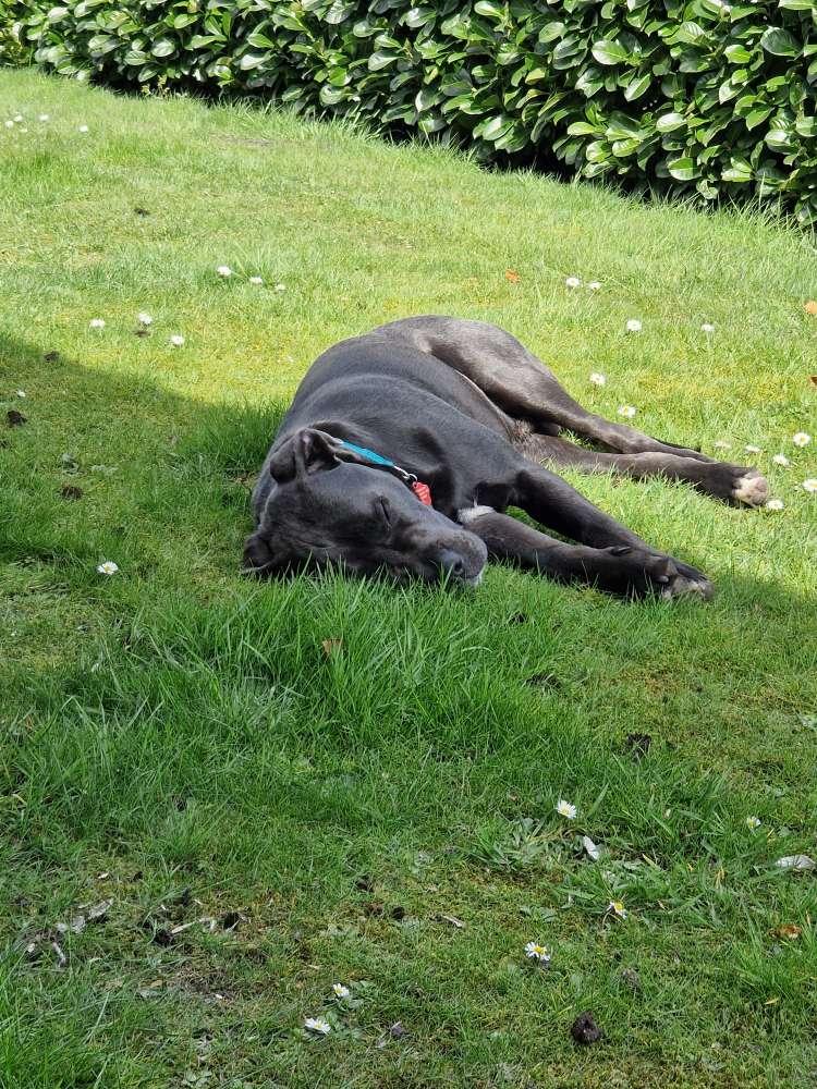 Hundetreffen-Spiele, Spaß und mehr aber bitte Robust 😉-Profilbild