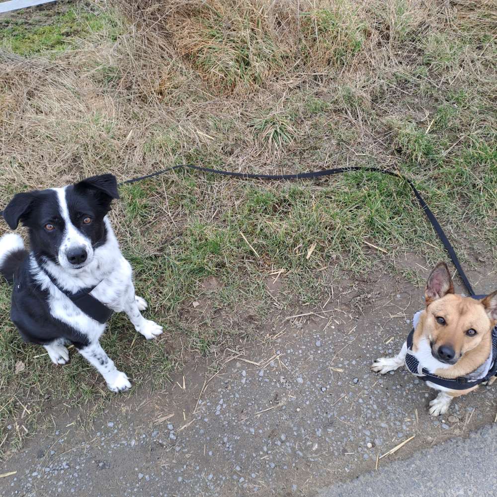 Hundetreffen-Hundefreunde gesucht 🐾-Profilbild