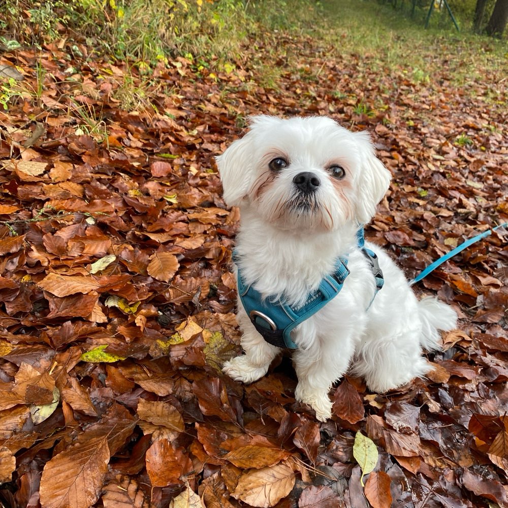 Hundetreffen-Spielen und Gassi gehen-Profilbild