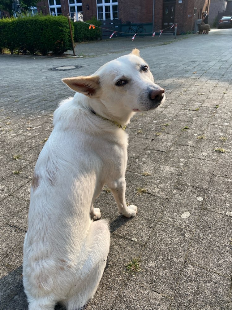 Hundetreffen-Gemeinsame Spaziergänge rundum Hiltrup/Kanal/Hohe Ward-Profilbild