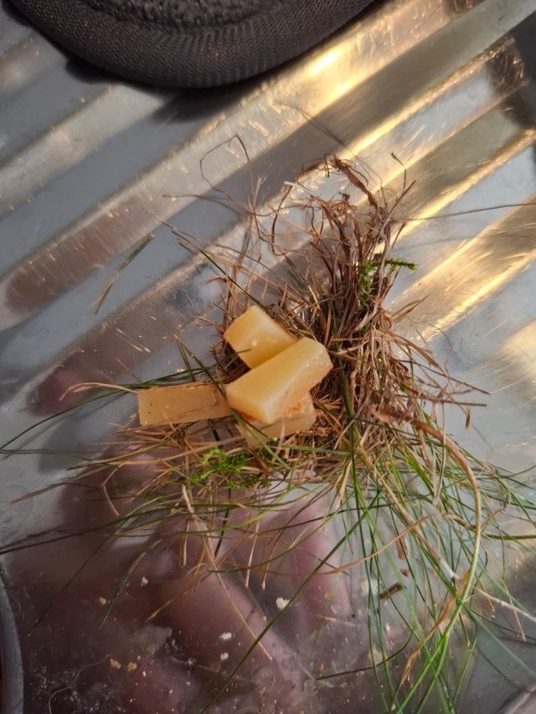 Giftköder-Giftköder-Profilbild